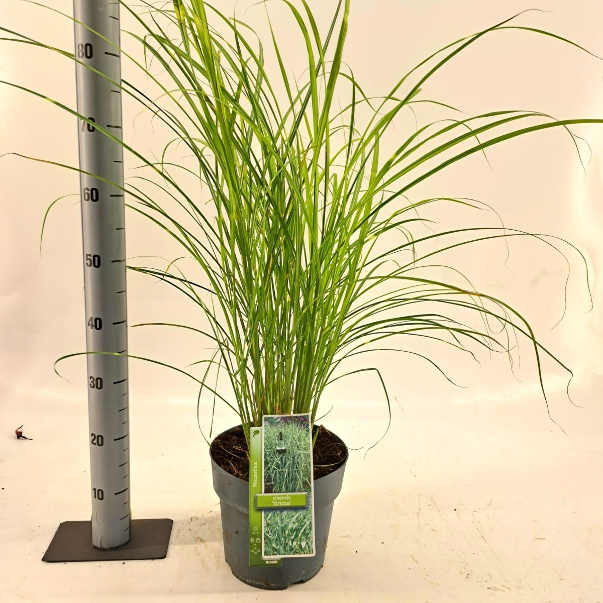 Main image on product details page