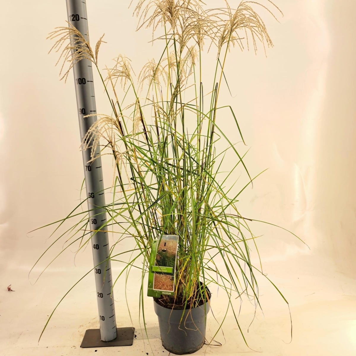 Main image on product details page