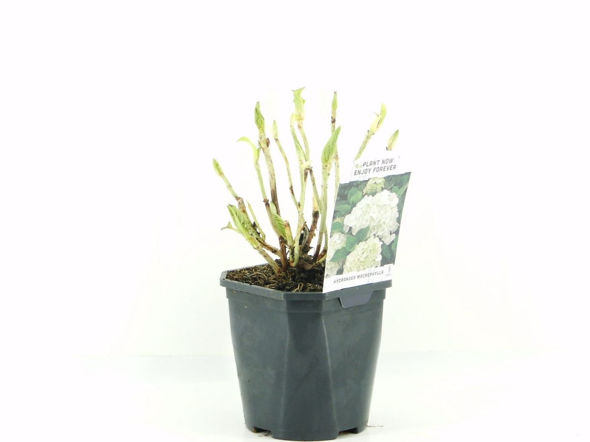 Main image on product details page