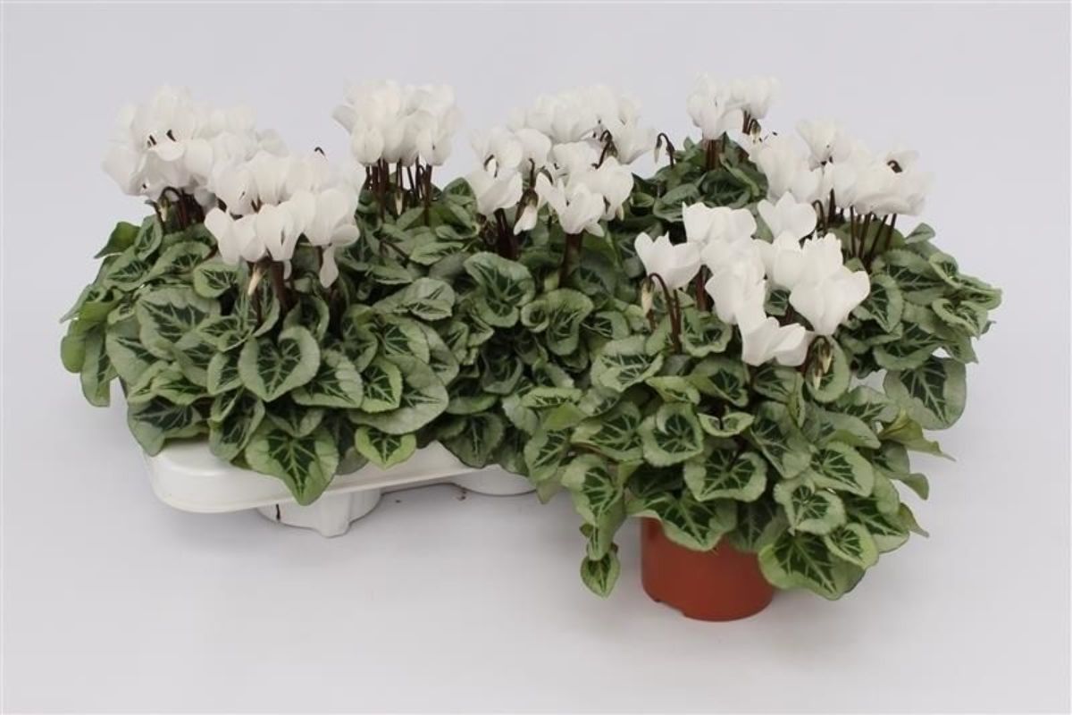 Main image on product details page