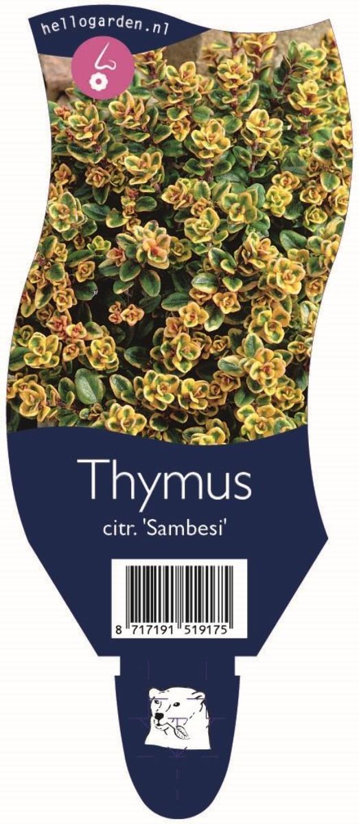 Main image on product details page