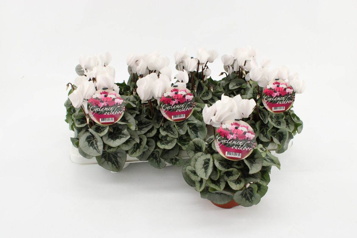 Main image on product details page