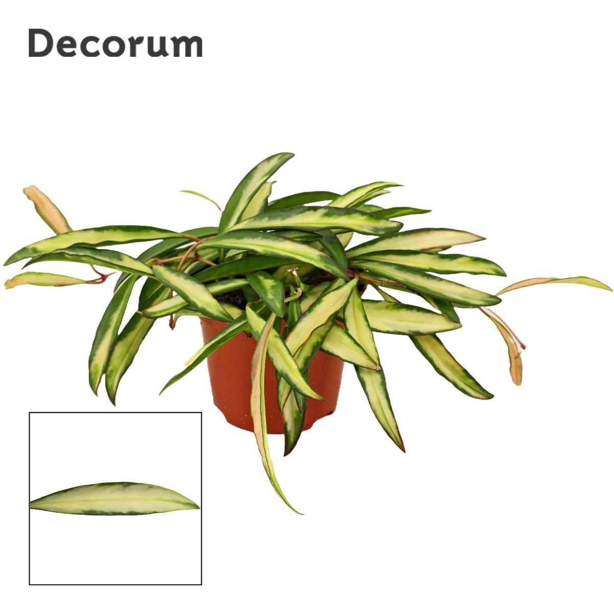 Main image on product details page