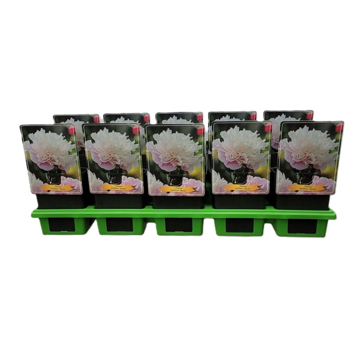 Main image on product details page