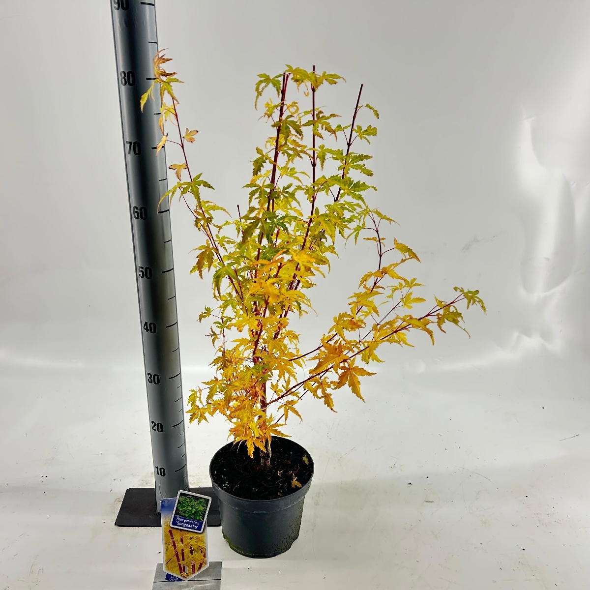 Main image on product details page