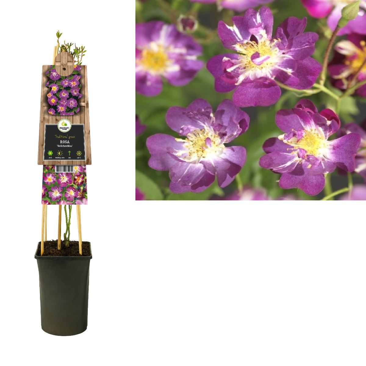 Main image on product details page