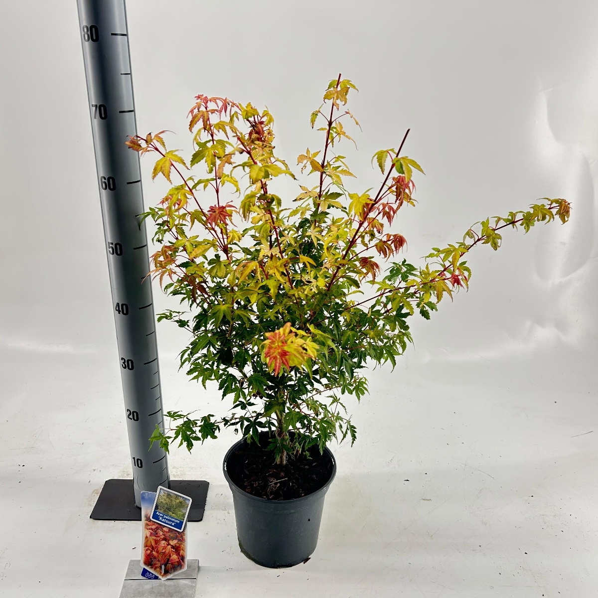 Main image on product details page