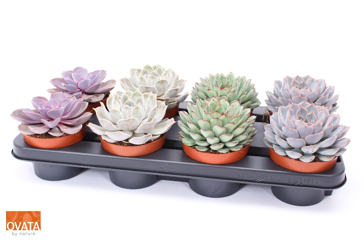 Main image on product details page