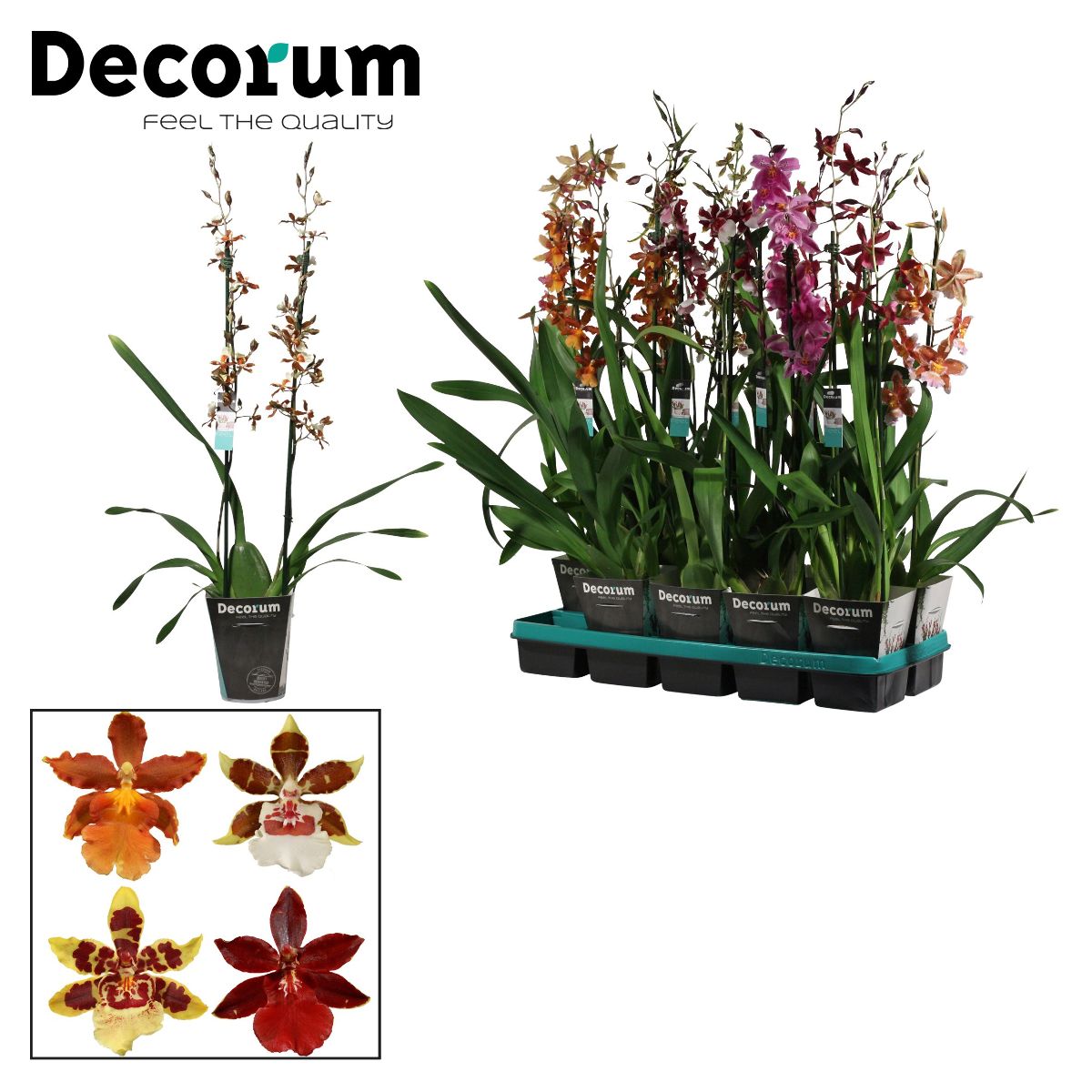 Main image on product details page