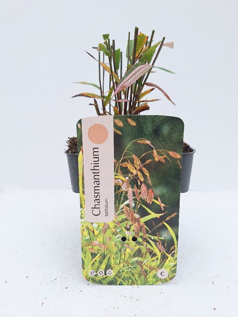 Main image on product details page