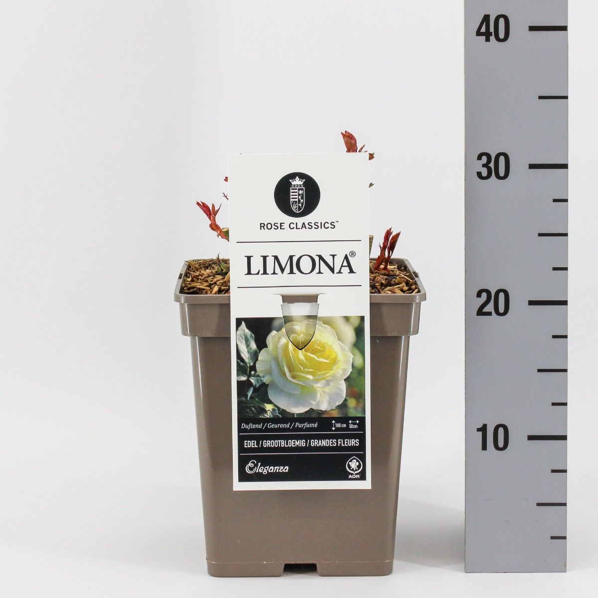 Main image on product details page