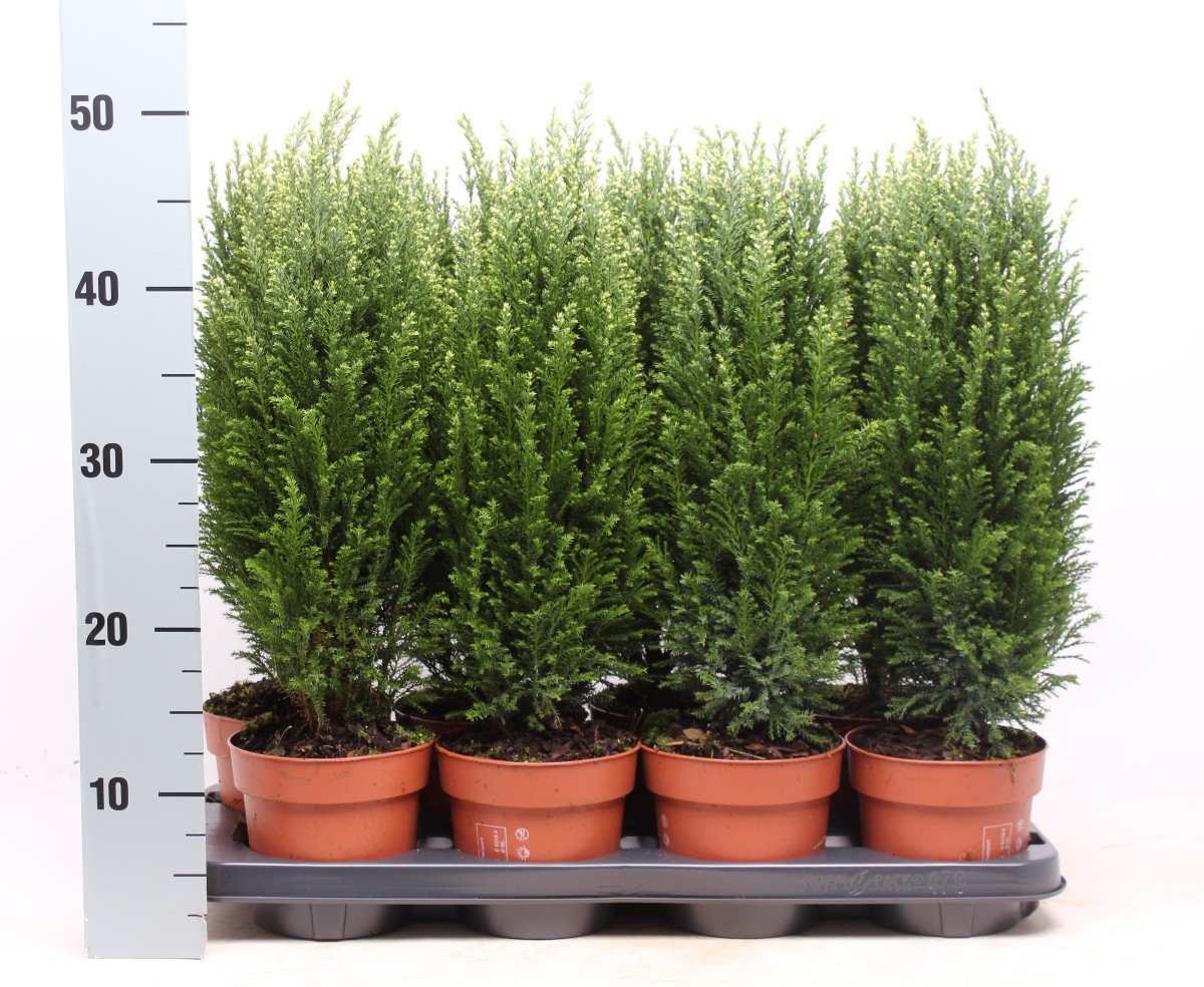 Main image on product details page