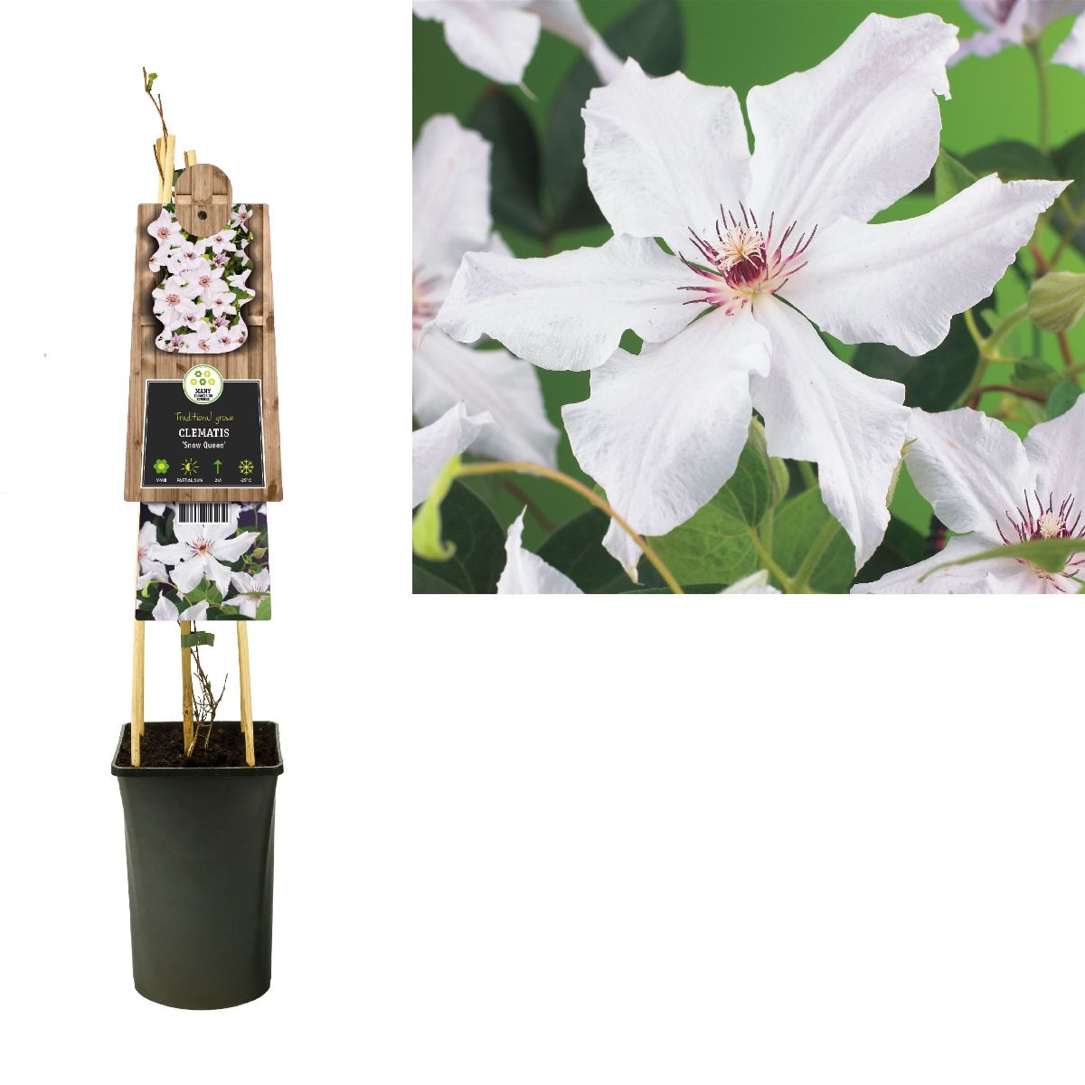 Main image on product details page