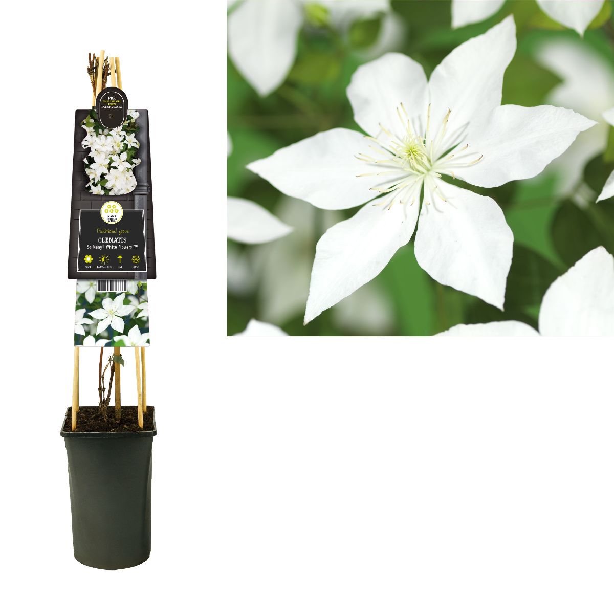 Main image on product details page