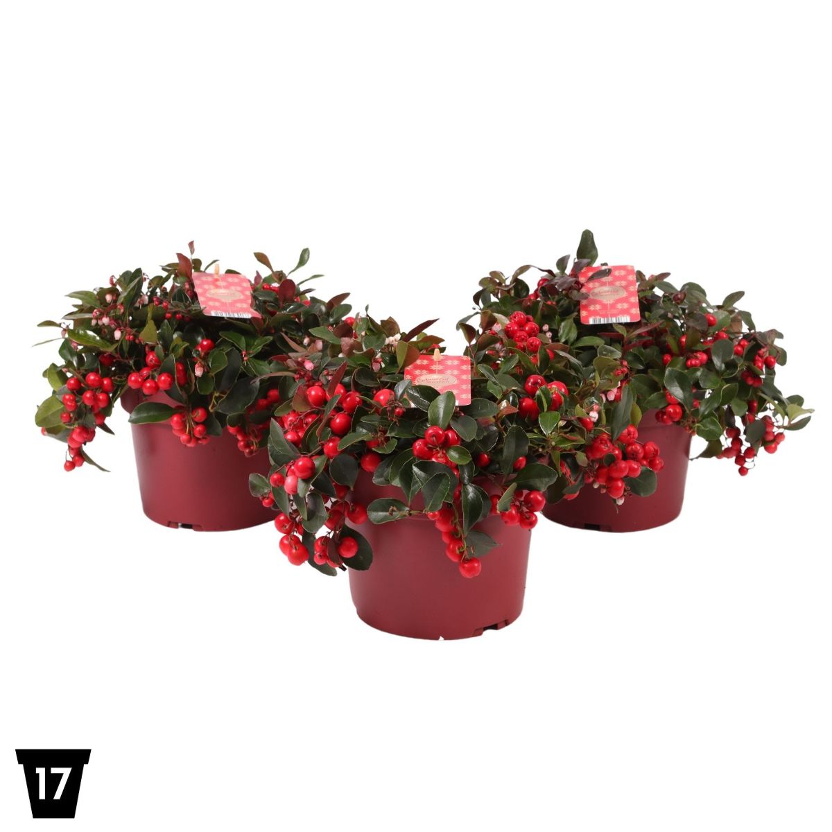 Main image on product details page