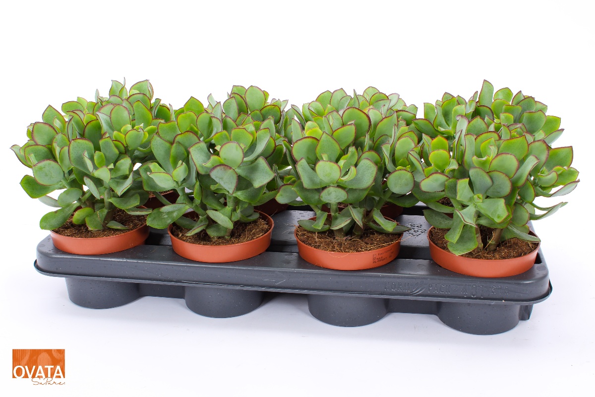 Main image on product details page