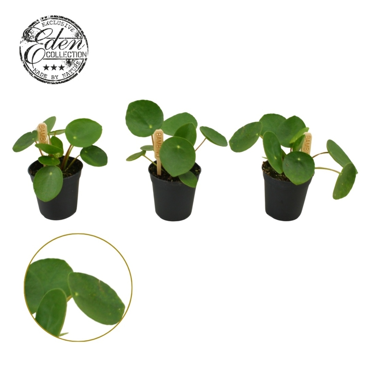 Main image on product details page