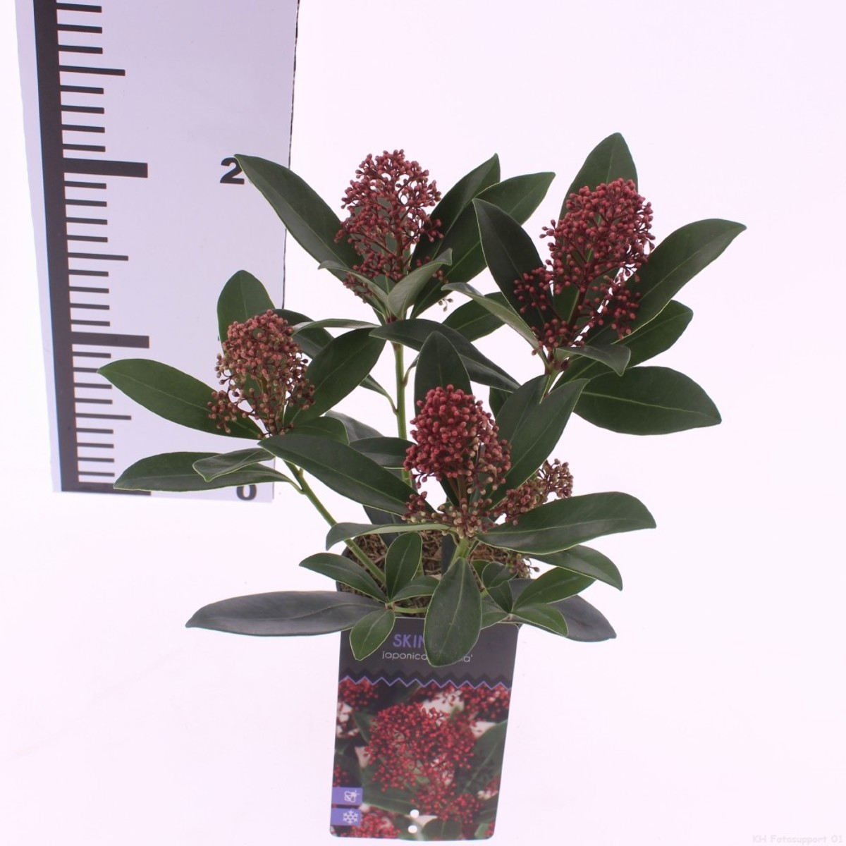 Main image on product details page