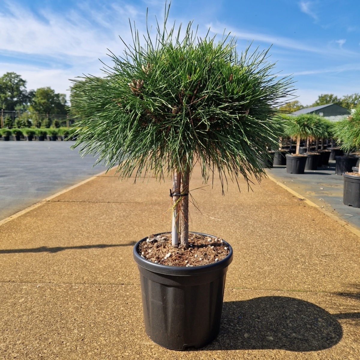 Main image on product details page