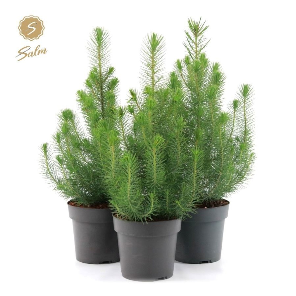 Main image on product details page