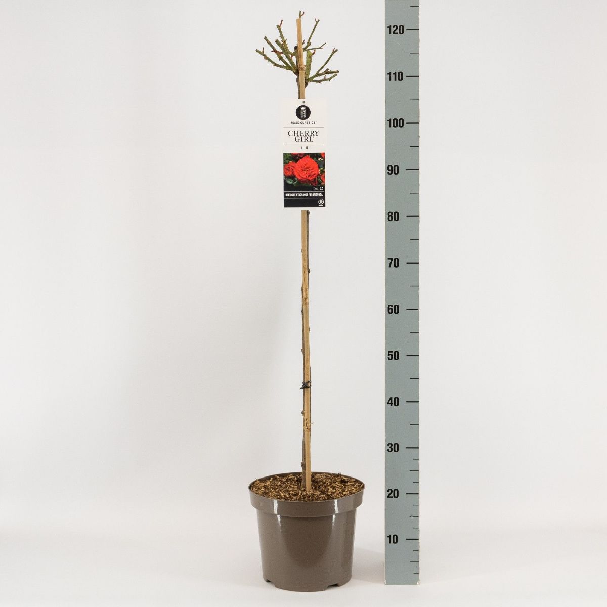Main image on product details page