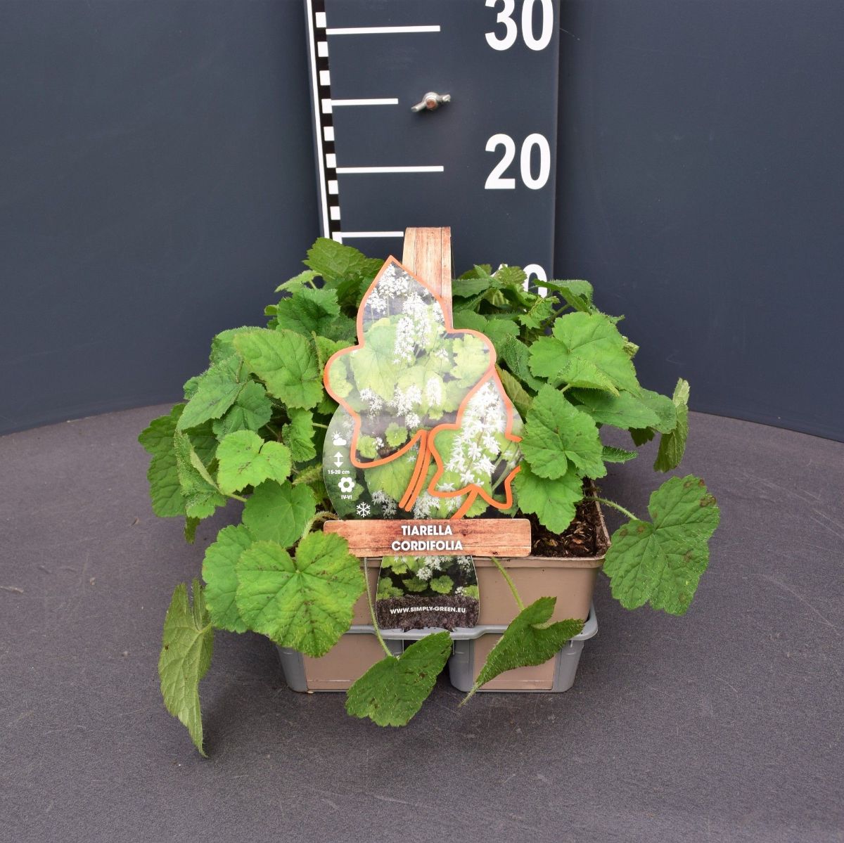 Main image on product details page