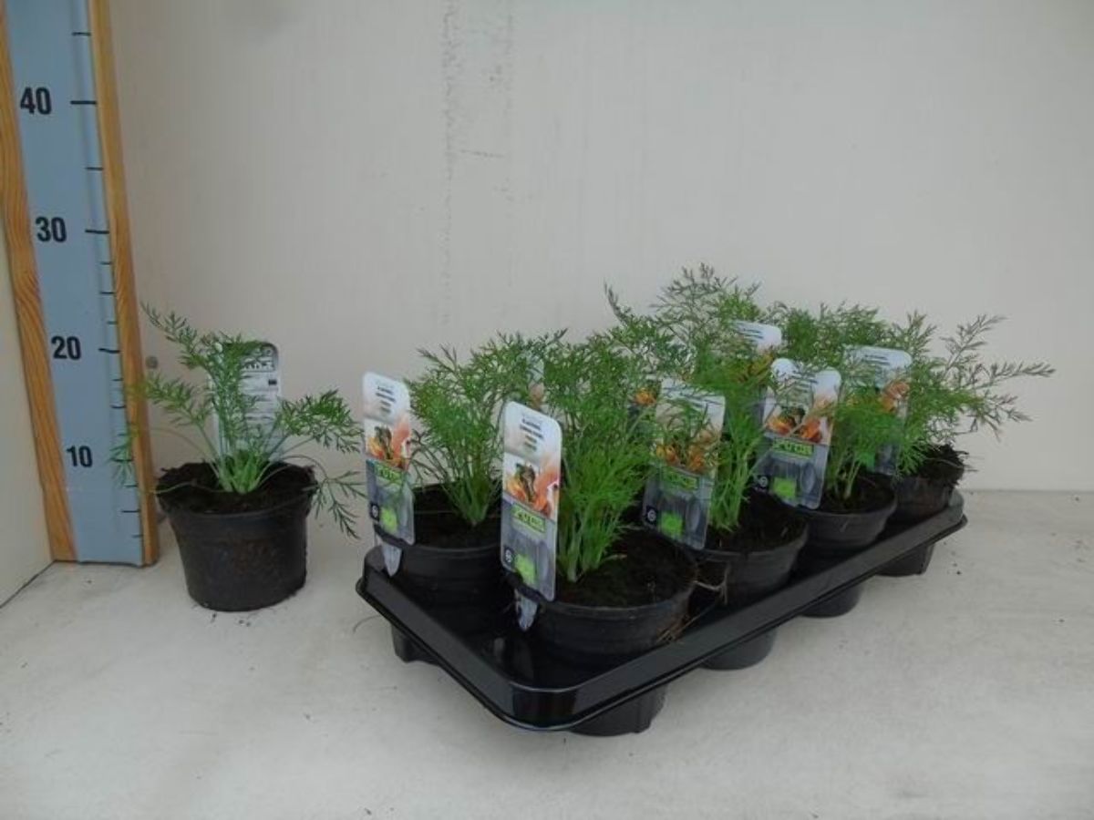 Main image on product details page