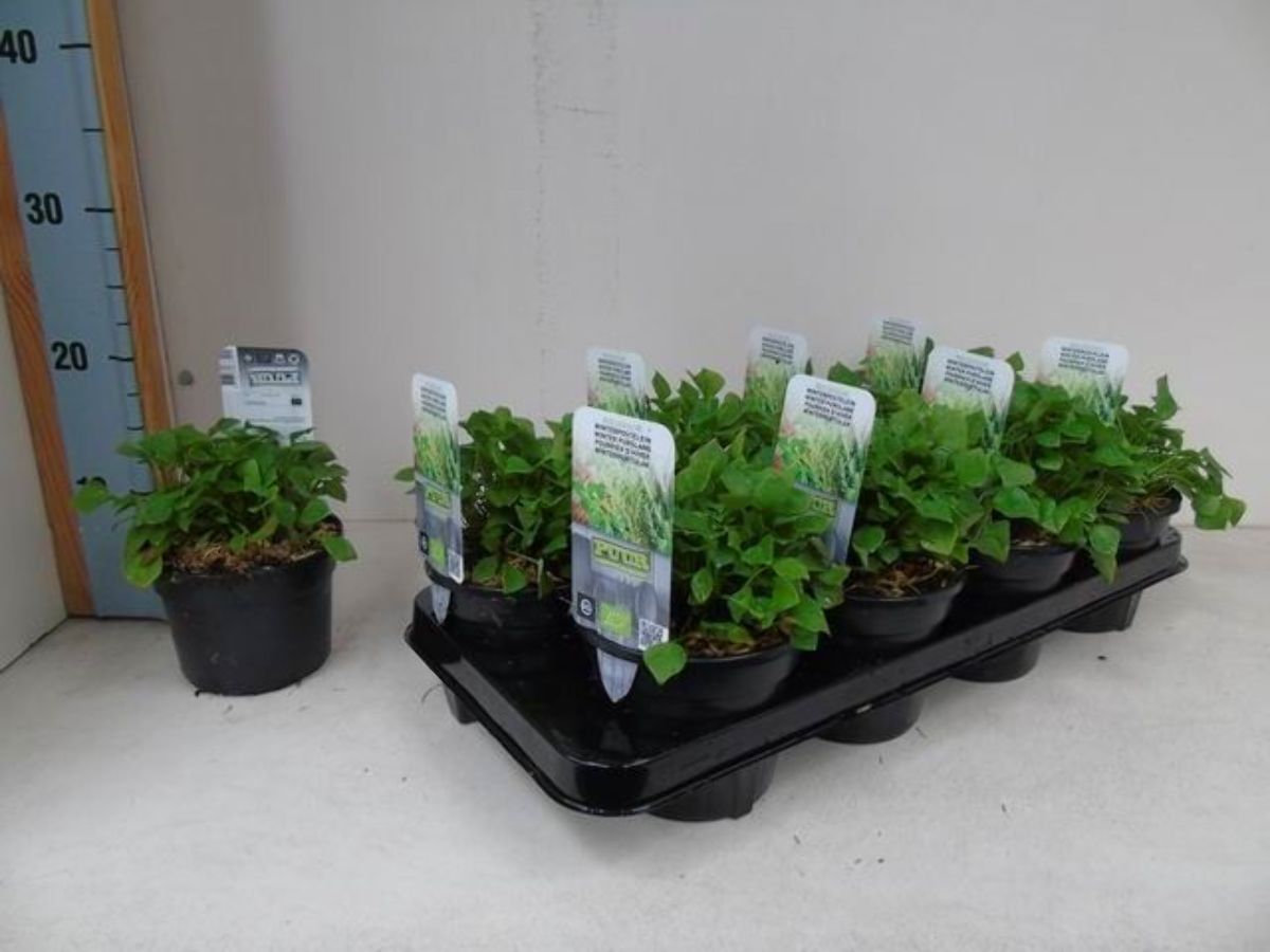 Main image on product details page