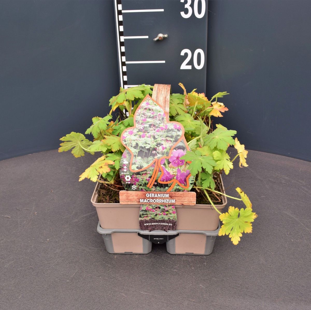 Main image on product details page