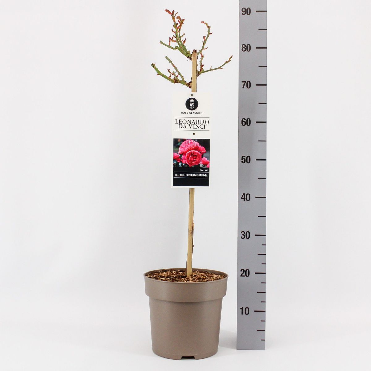 Main image on product details page