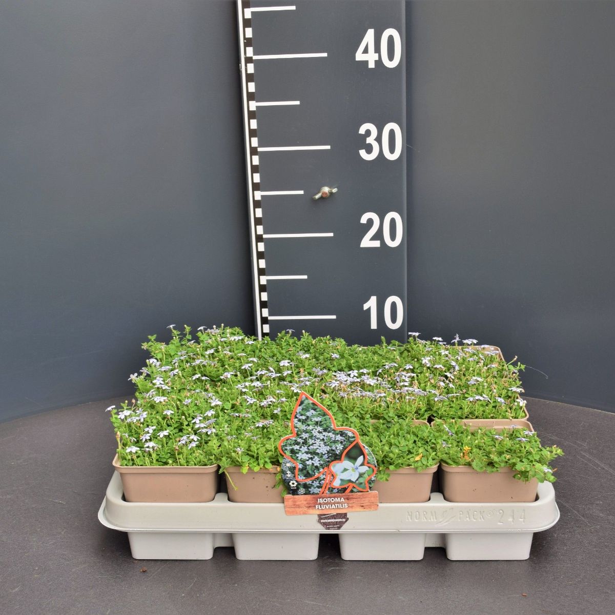 Main image on product details page