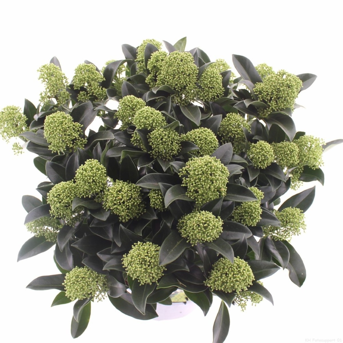 Main image on product details page