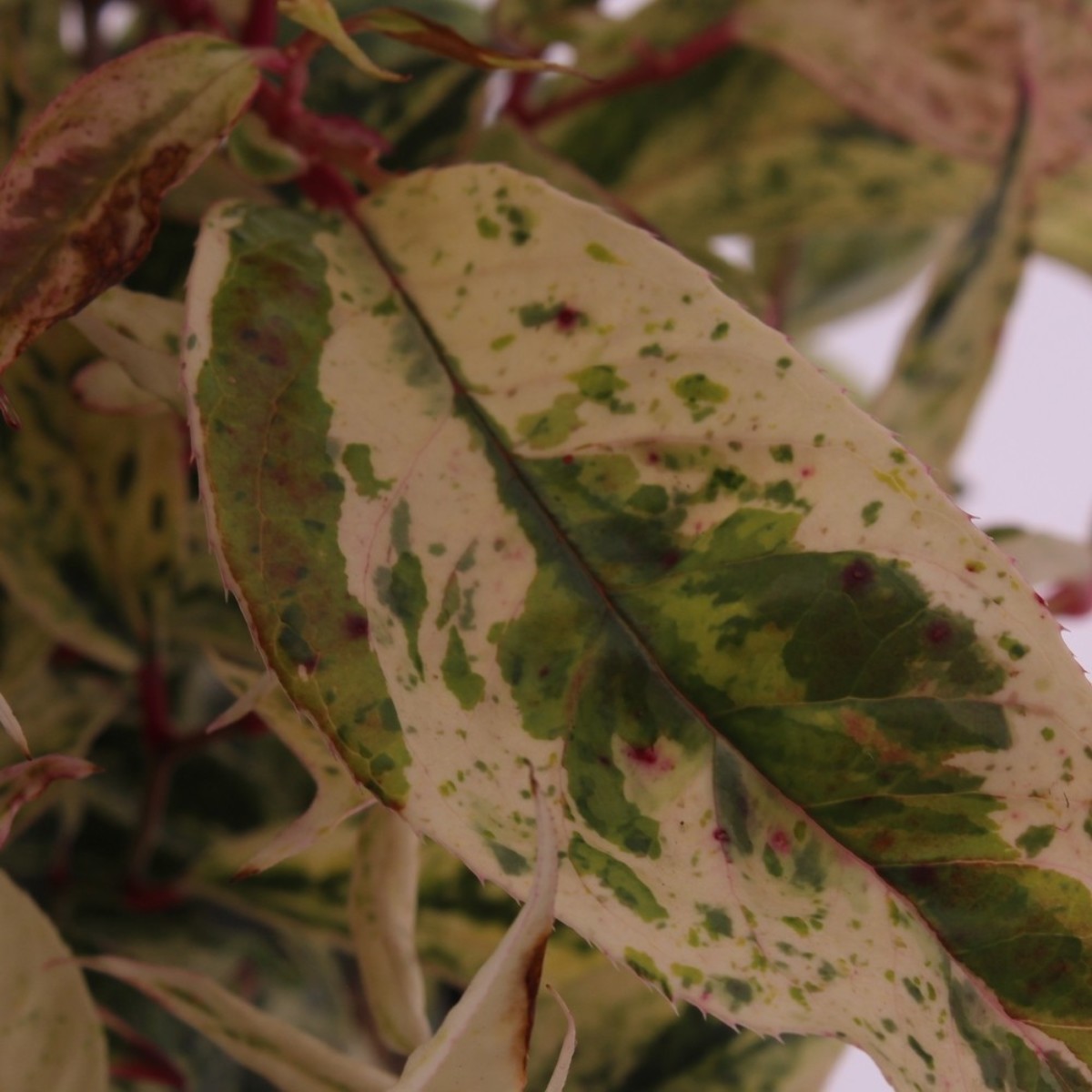 Main image on product details page