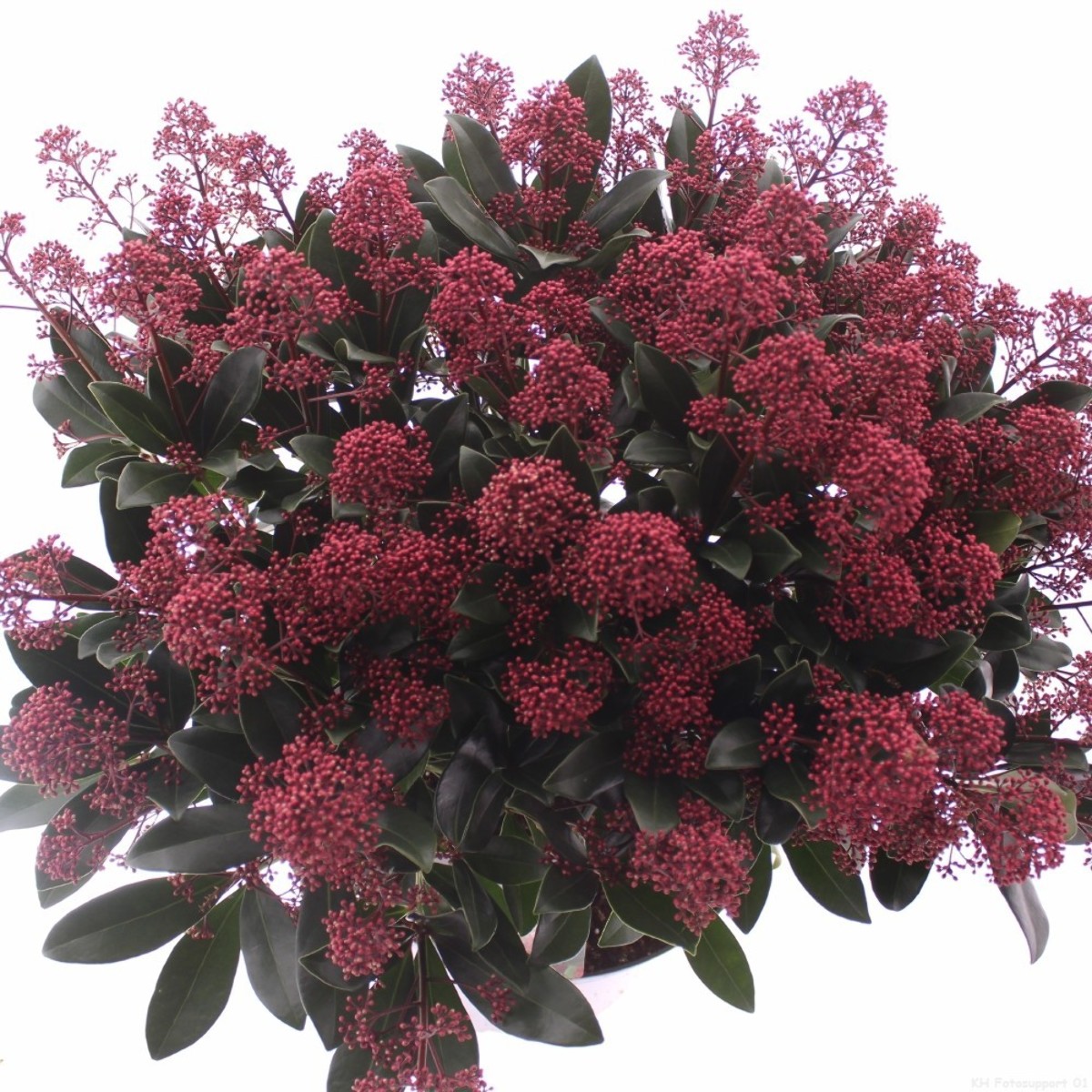 Main image on product details page