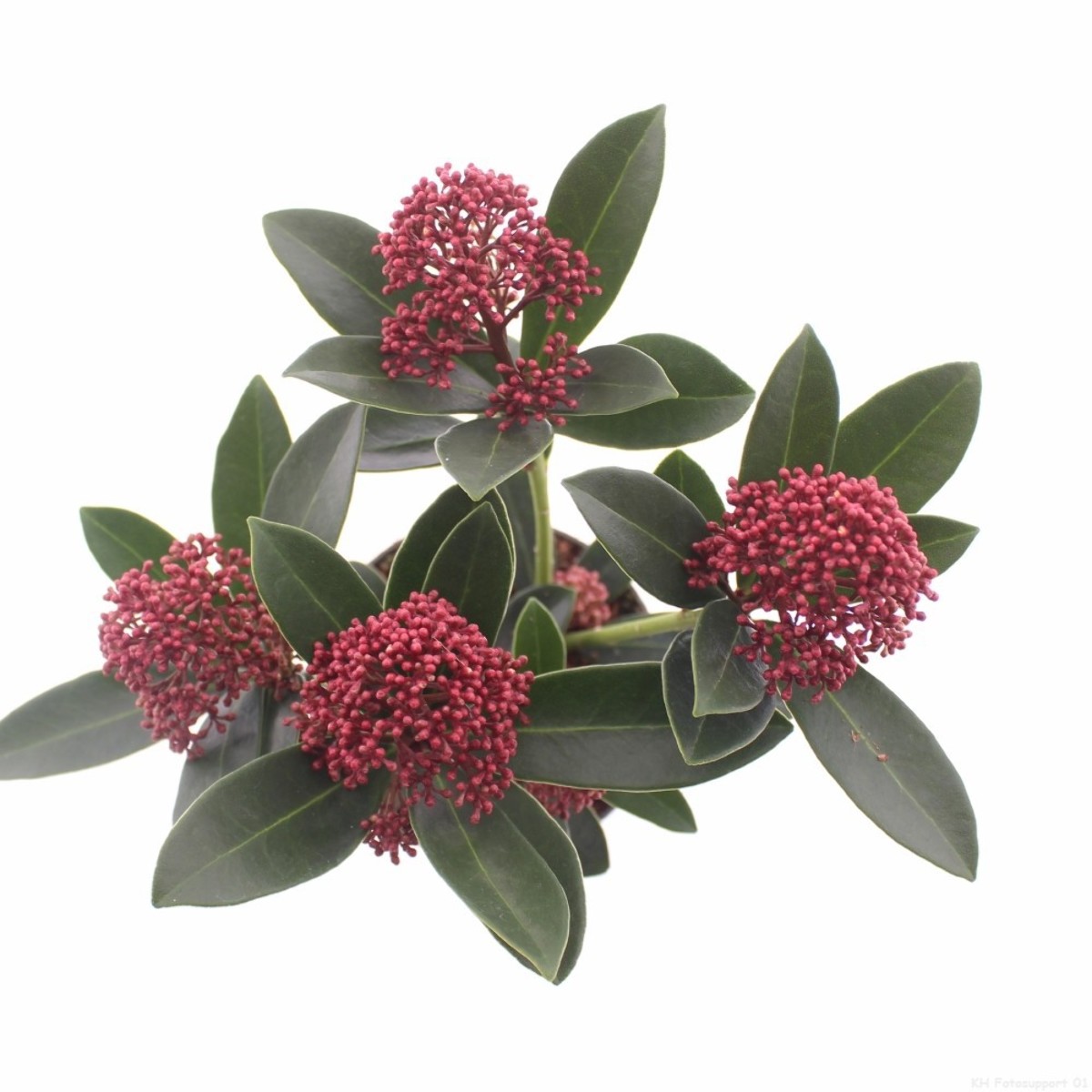 Main image on product details page