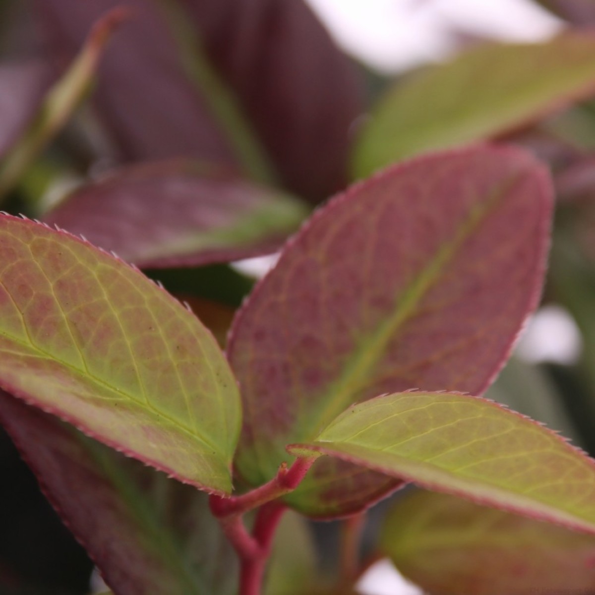 Main image on product details page