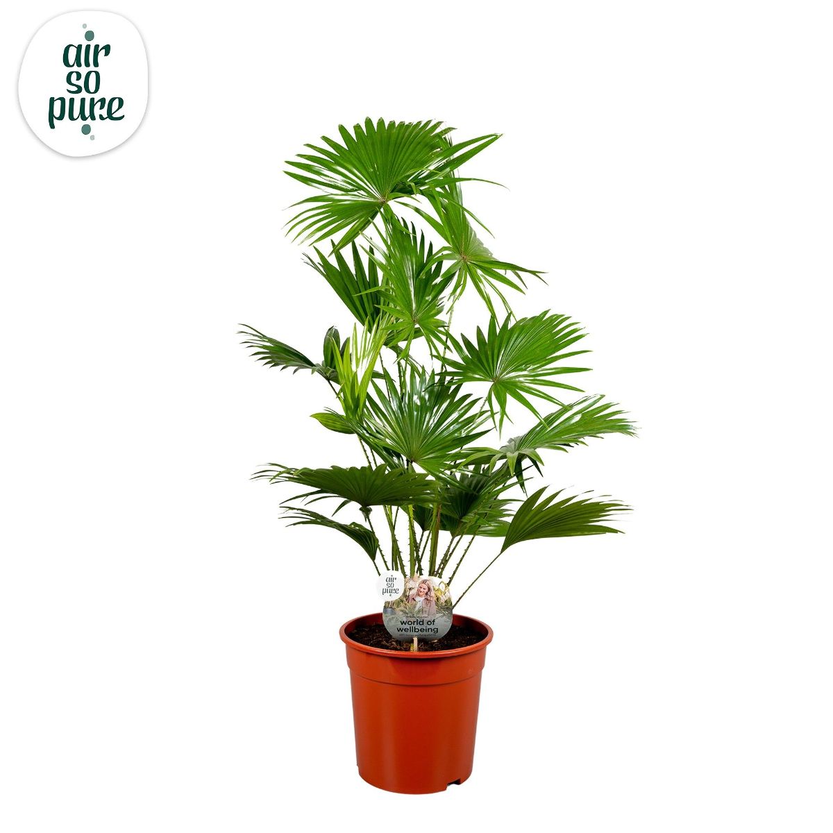 Main image on product details page