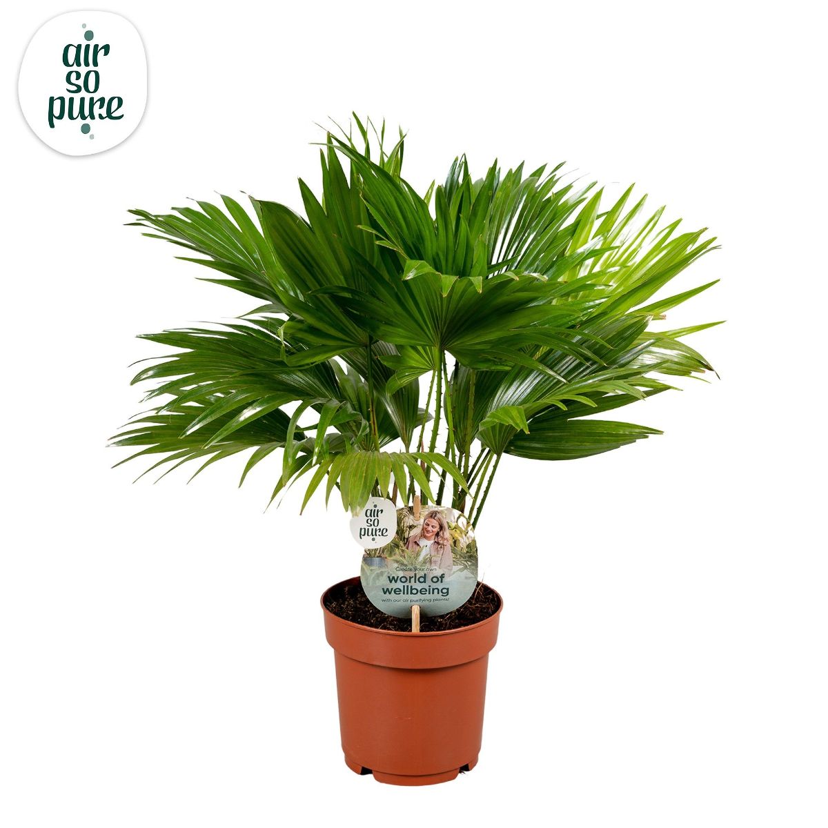 Main image on product details page