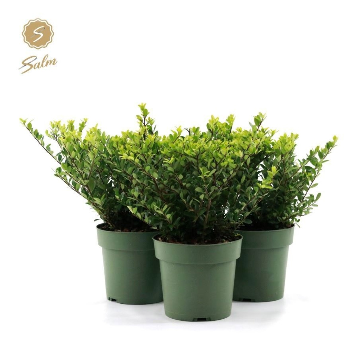 Main image on product details page