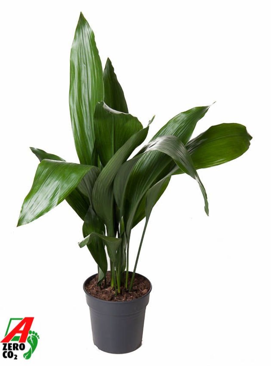 Main image on product details page