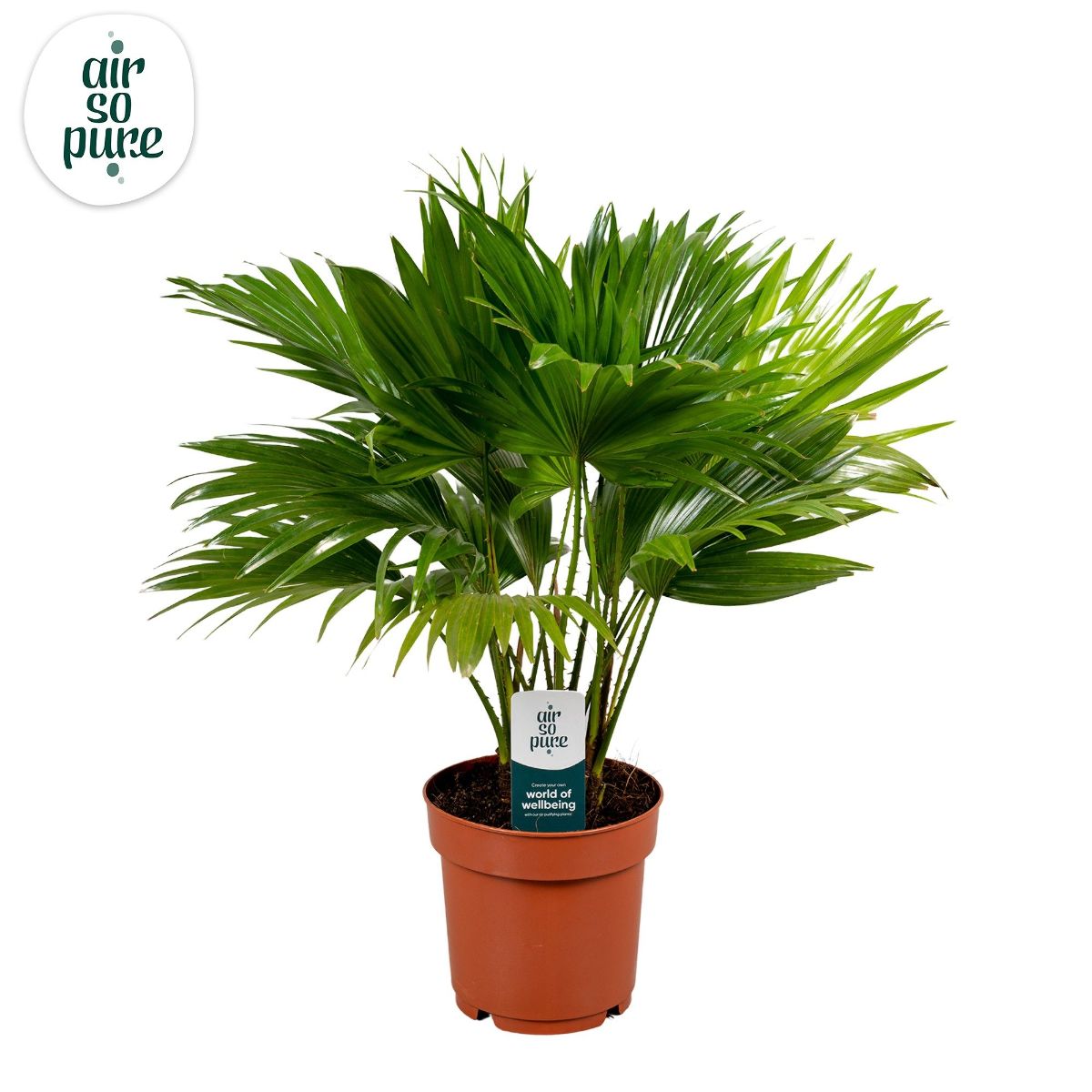 Main image on product details page