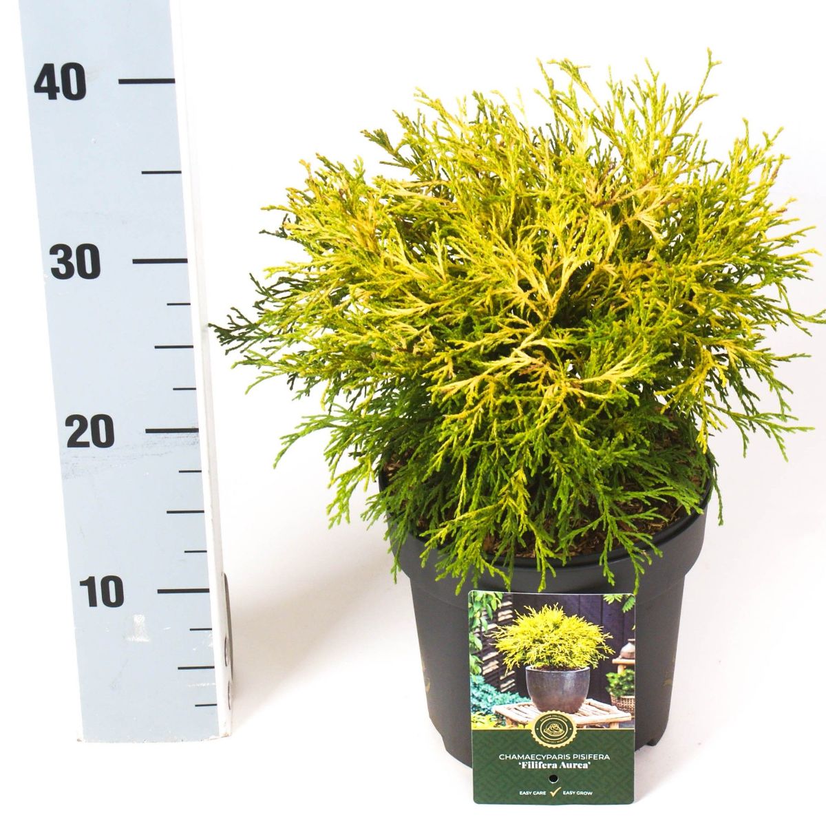 Main image on product details page