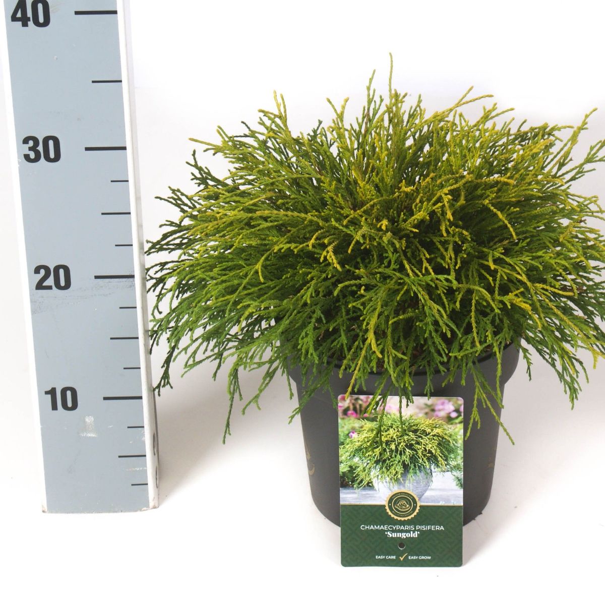 Main image on product details page