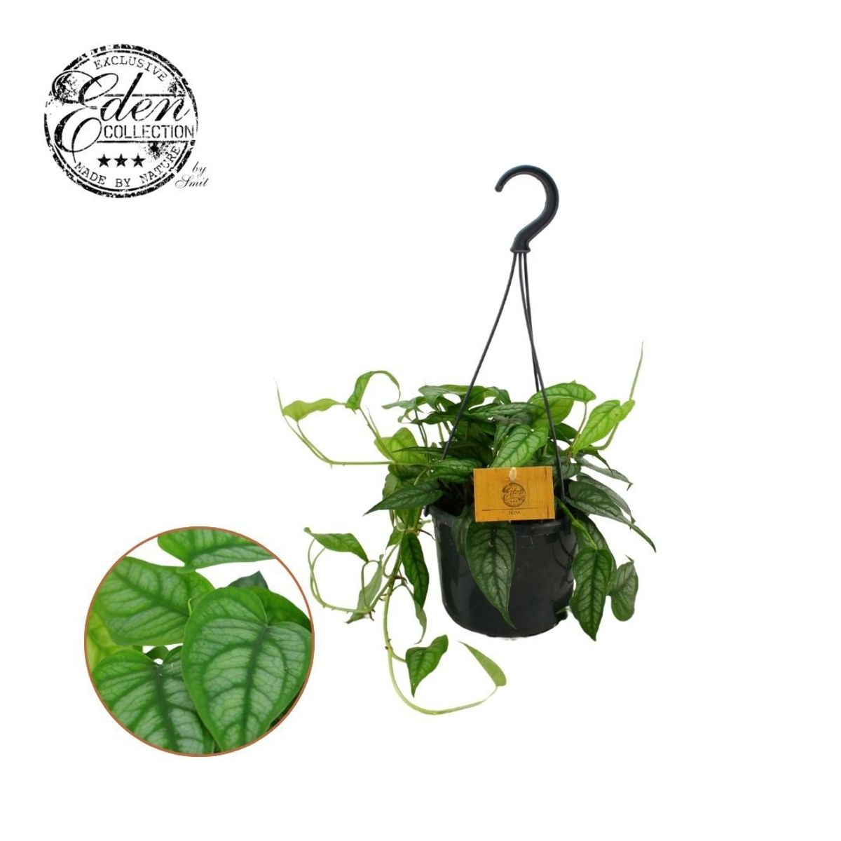 Main image on product details page